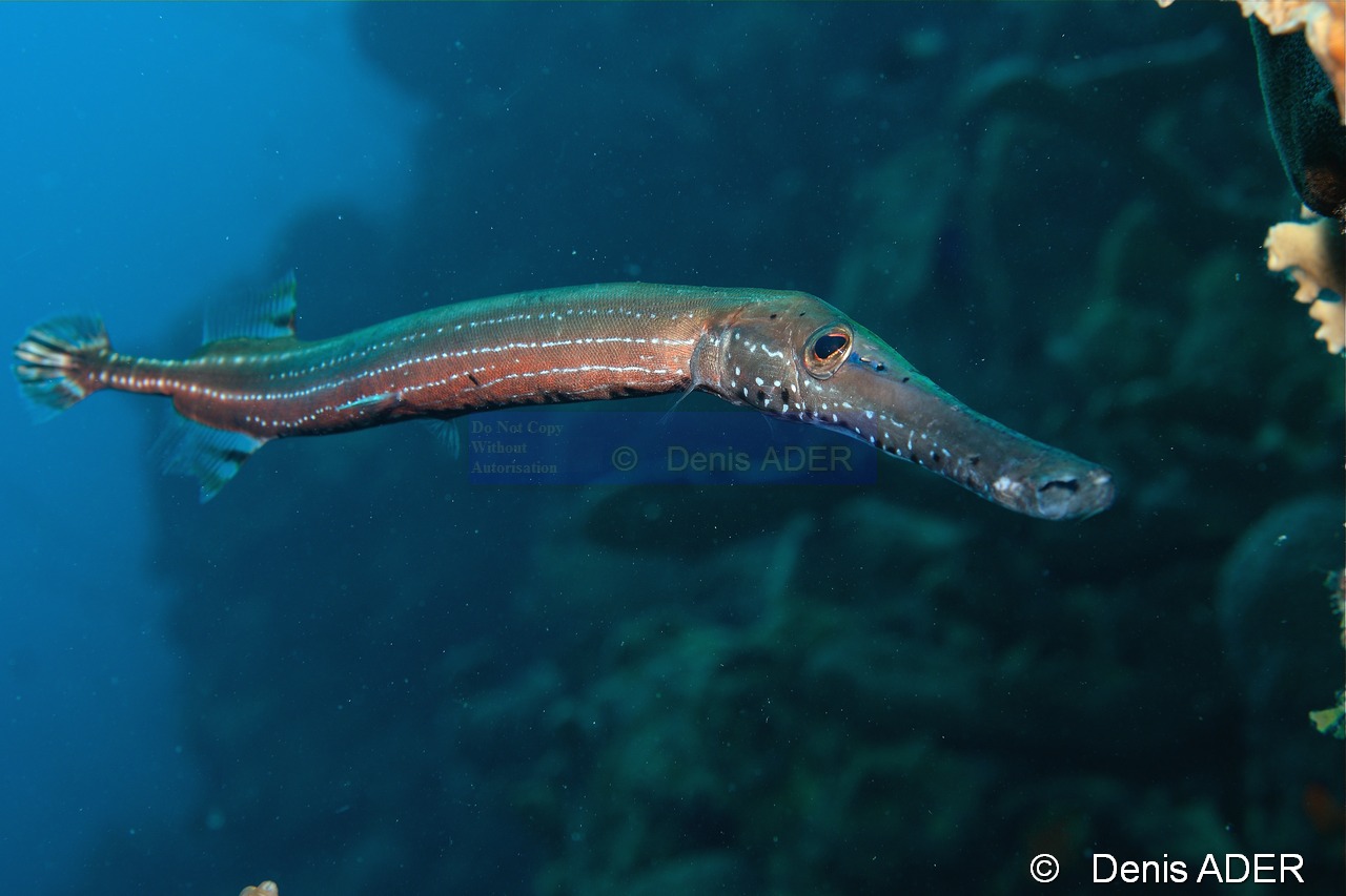 Aulostomus maculatus Poisson trompette a taches-Bonaire Buddy reef-24m-20120217-Denis-ADER-DSC_6247_tn.jpg